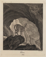 KG 01076
          <br/>
          Entwurf einiger Thiere. Vierter Theil. (16 bladen)
          <br/>
          <em>Ridinger, Johann Elias (1698-1767)</em>